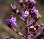 Hairy chaffhead